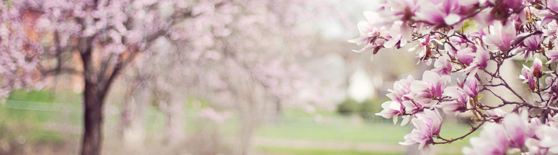 Magnolia Trees